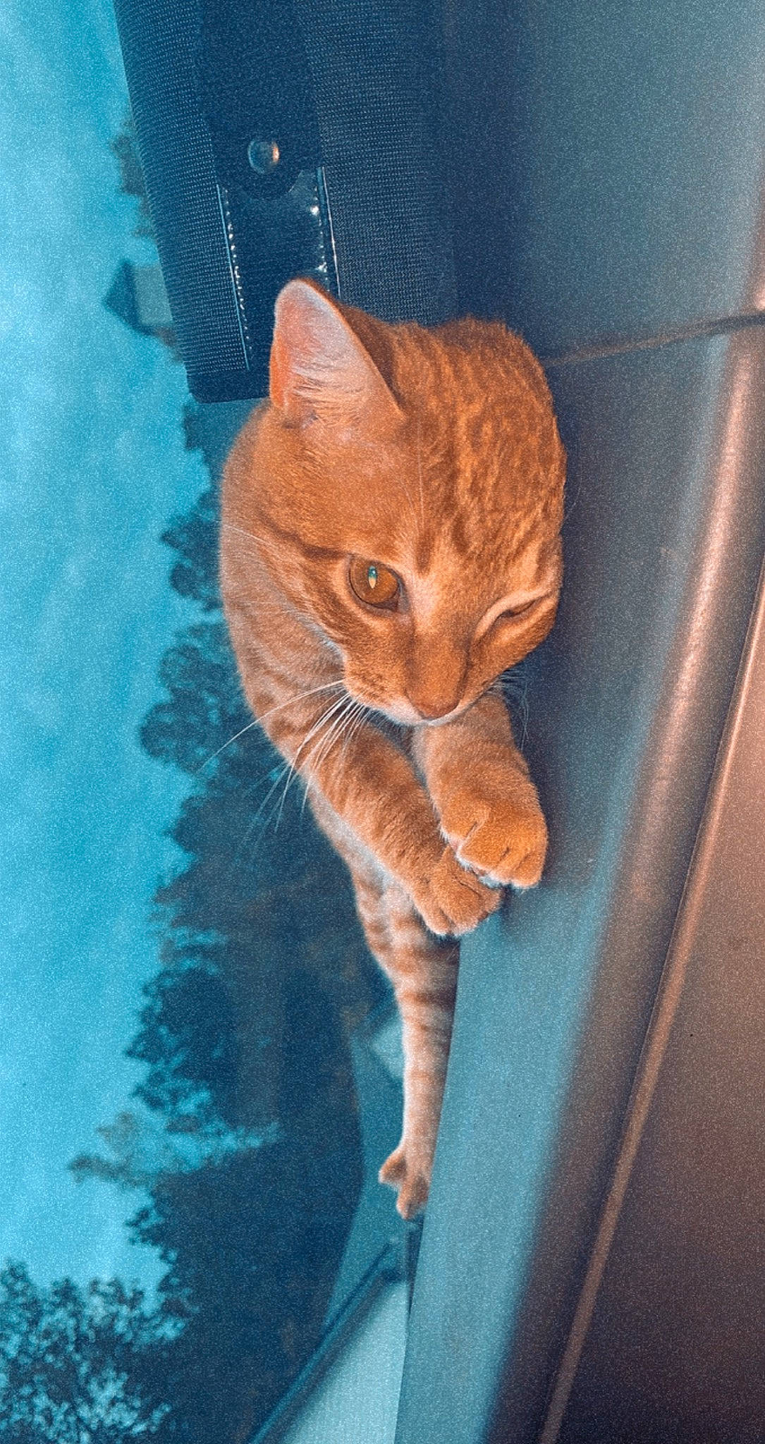 Leo is registered to the contest to win money with this photo: art, azure, blue, carnivore, cat, domestic_short_haired_cat, electric_blue, eye, fawn, felidae, fur, hand, small_to_medium_sized_cats, snout, tail, textile, tints_and_shades, whiskers, window, wood