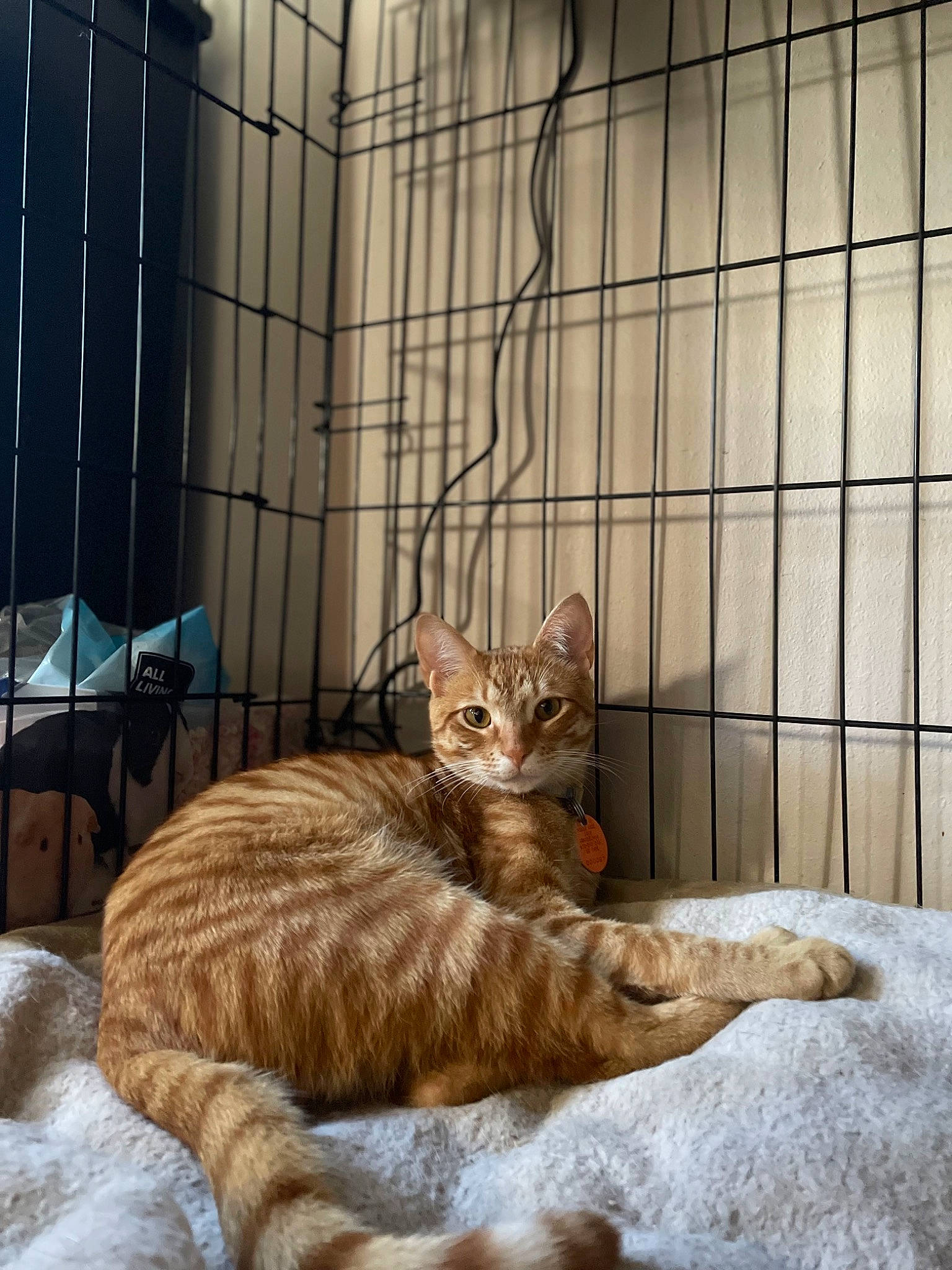 Leo is registered to the contest to win money with this photo: animal_shelter, cage, carnivore, cat, claw, comfort, domestic_short_haired_cat, fawn, felidae, fur, paw, pet_supply, sitting, small_to_medium_sized_cats, snout, tail, terrestrial_animal, whiskers, window, wood