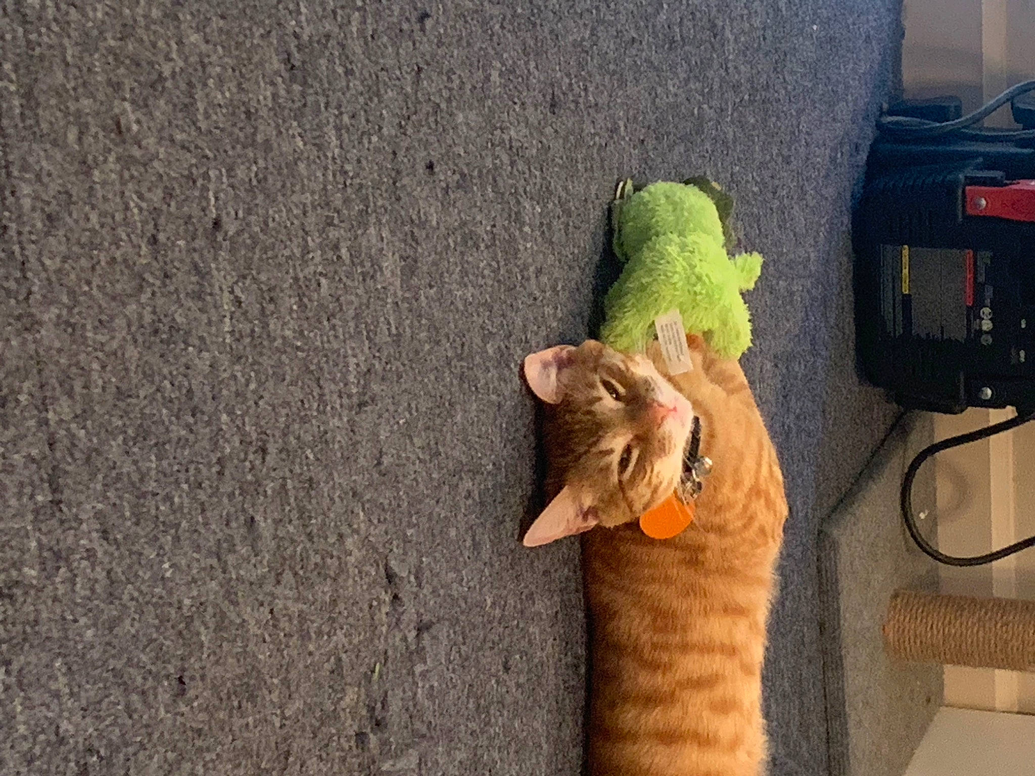 Leo joined the competition — help win amazing prizes! asphalt, cat, domestic_short_haired_cat, fawn, felidae, fruit, fur, grass, plant, plush, road_surface, small_to_medium_sized_cats, soil, stuffed_toy, tail, toy, tree, whiskers, wood, wool