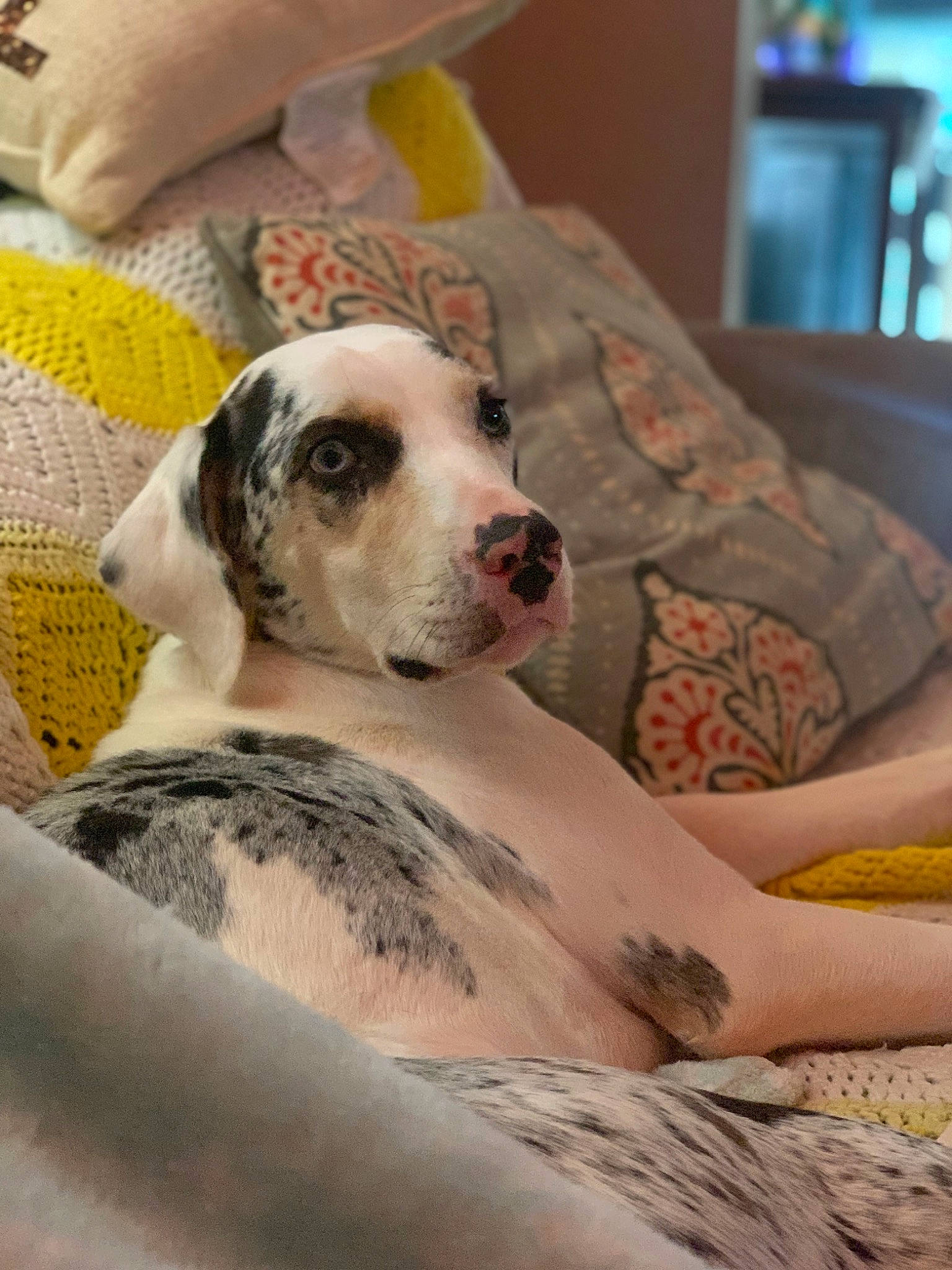 Speckles joined the competition — help win amazing prizes! canidae, carnivore, comfort, companion_dog, couch, dog, dog_breed, fawn, fur, linens, nap, non_sporting_group, paw, puppy_love, sleep, snout, sporting_group, whiskers