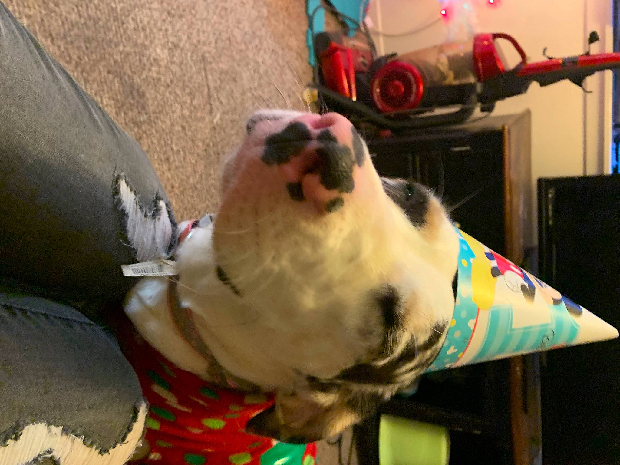 Speckles is registered to the contest to win money with this photo: canidae, carnivore, collar, companion_dog, dog, dog_breed, eyewear, fawn, fun, fur, jaw, non_sporting_group, snout, sporting_group, stuffed_toy, toy, window, working_animal