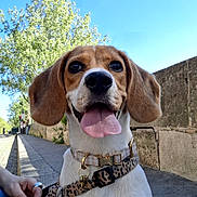 Nala a rejoint le concours — aidez-le/la à gagner de superbes lots ! animal, beagle, canine, closeup, collar, cute, daytime, dog, ears, happy, leash, nature, outdoor, pet, sidewalk, smiling, stone_wall, sunny, tongue_out, tree