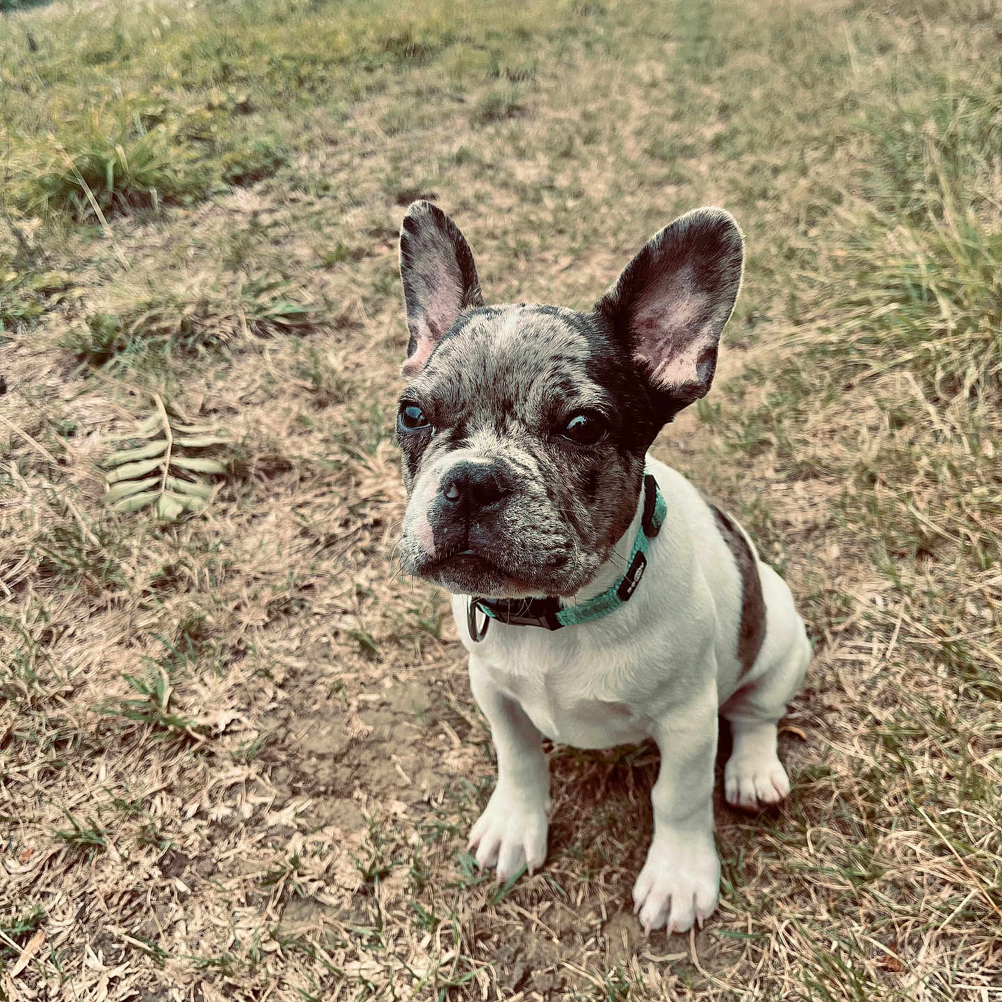 Milo a rejoint le concours — aidez-le/la à gagner de superbes lots ! adorable, alert, animal, brown, canine, collar, cute, dog, ears, field, french_bulldog, fur, grass, nature, outdoor, pet, puppy, sitting, white, young
