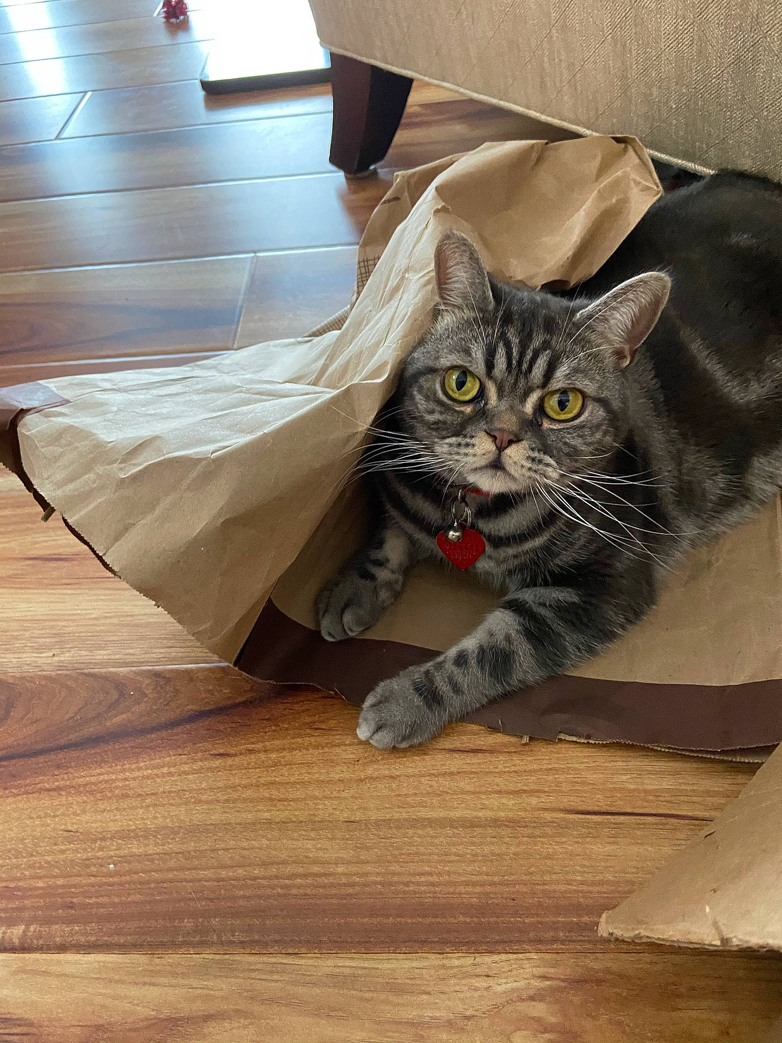 Grayson joined the competition — help win amazing prizes! box, cardboard, carnivore, carton, cat, comfort, domestic_short_haired_cat, felidae, floor, flooring, fur, grey, hardwood, laminate_flooring, packaging_and_labeling, small_to_medium_sized_cats, tail, whiskers, wood, wood_flooring