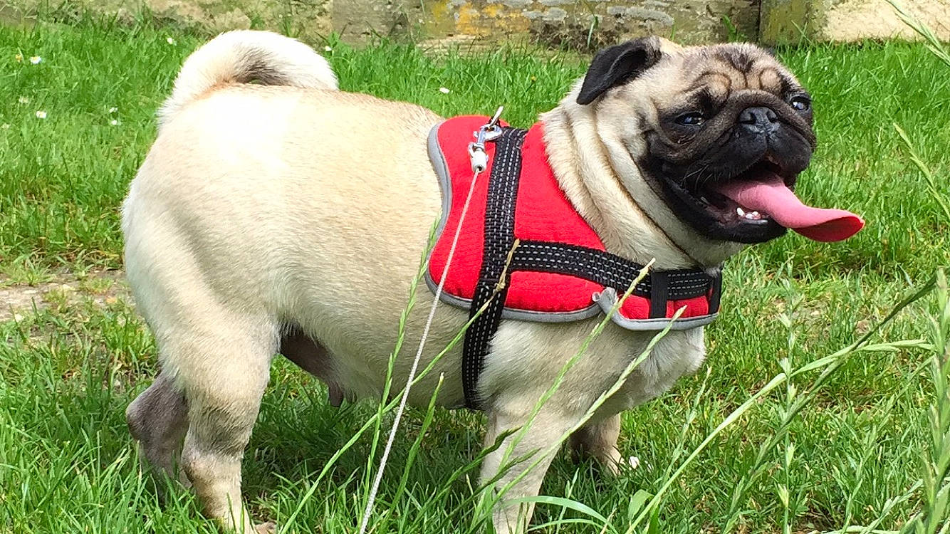 Câline a rejoint le concours — aidez-le/la à gagner de superbes lots ! ancient_dog_breeds, canidae, carnivore, companion_dog, dog, dog_breed, fawn, grass, mammal, pug, rare_breed_dog, snout, sporting_group, toy_dog, vertebrate