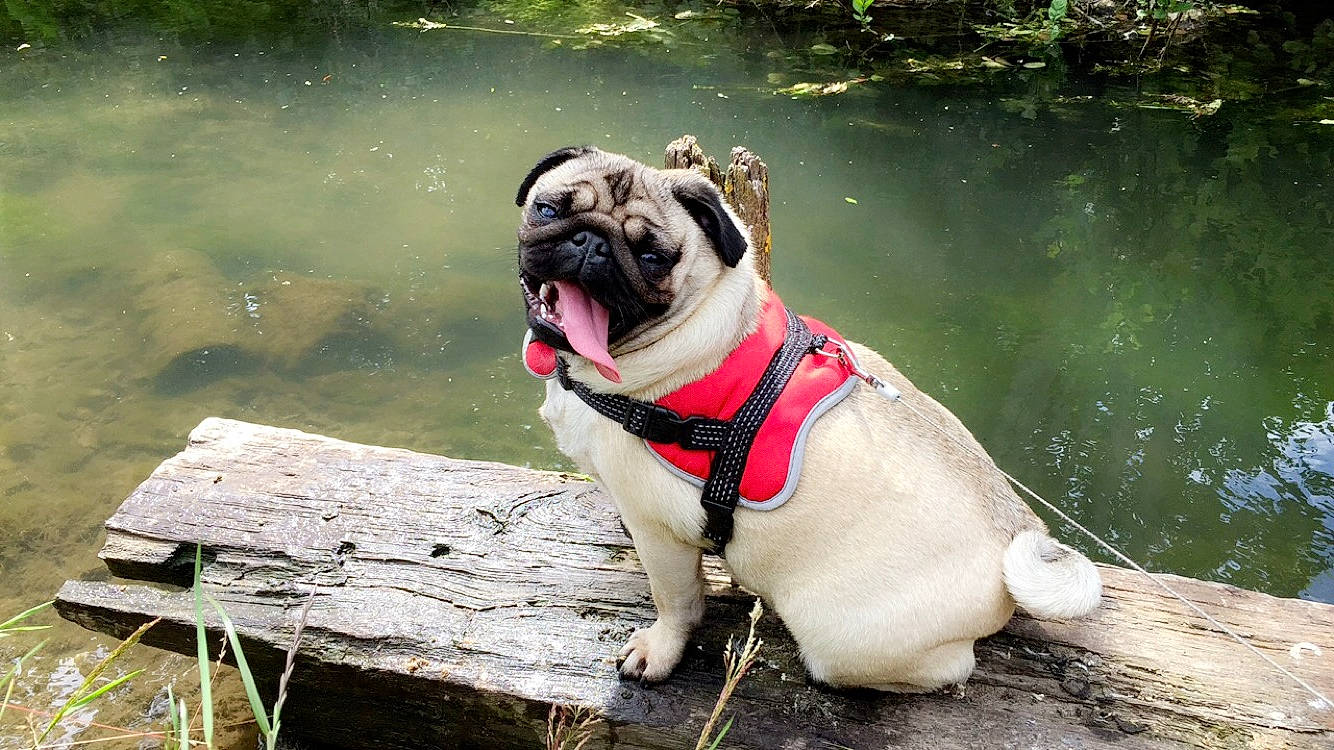 Câline a rejoint le concours — aidez-le/la à gagner de superbes lots ! ancient_dog_breeds, canidae, carnivore, companion_dog, dog, dog_breed, dog_collar, fawn, mammal, pug, snout, sporting_group, toy_dog, vertebrate, water