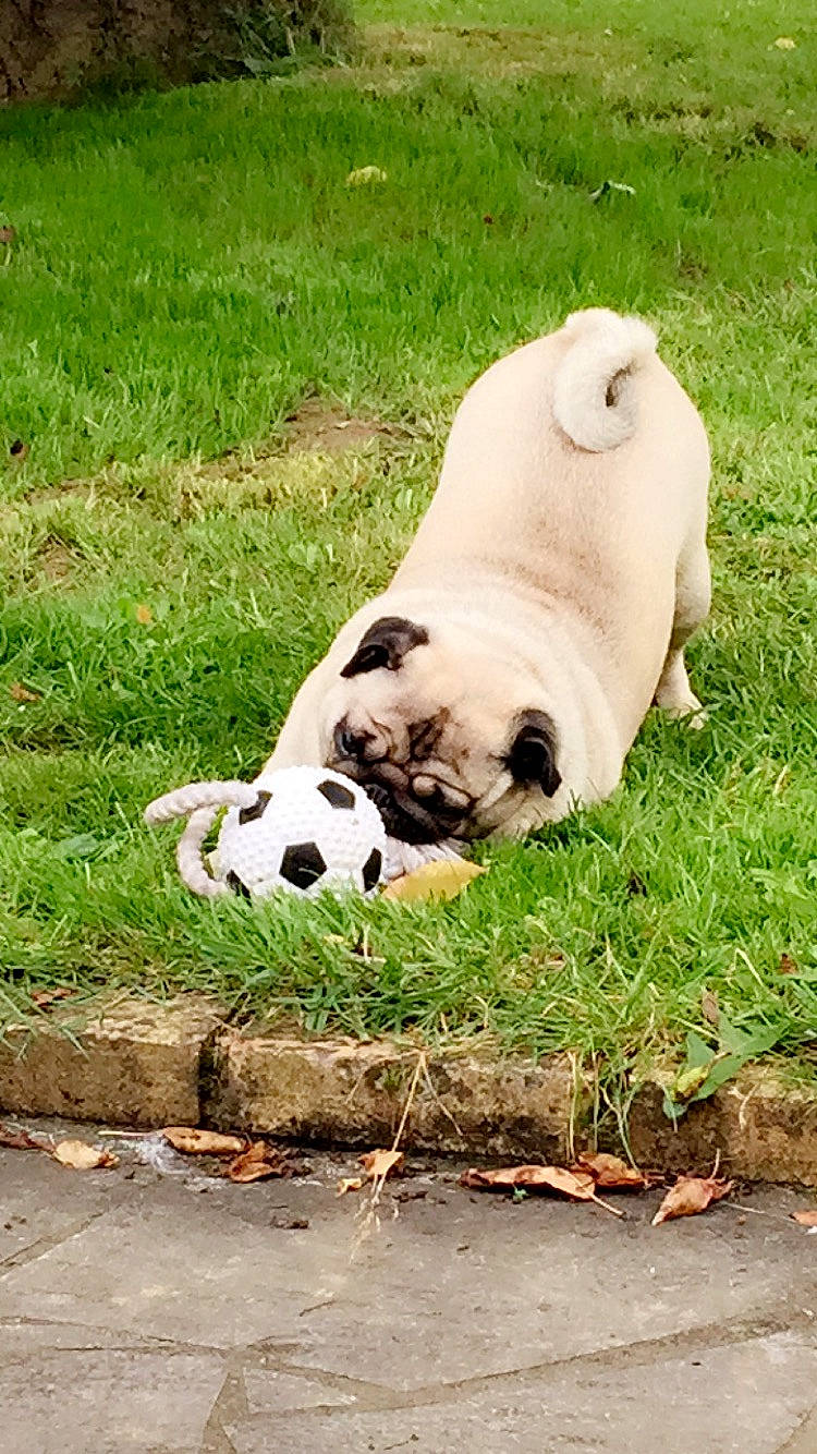 Câline participe au concours pour gagner de l'argent avec cette photo : american_bulldog, ancient_dog_breeds, australian_bulldog, bulldog, canidae, carnivore, companion_dog, dog, dog_breed, dorset_olde_tyme_bulldogge, fawn, grass, mammal, non_sporting_group, old_english_bulldog, pug, snout, toy_bulldog, vertebrate, white_english_bulldog