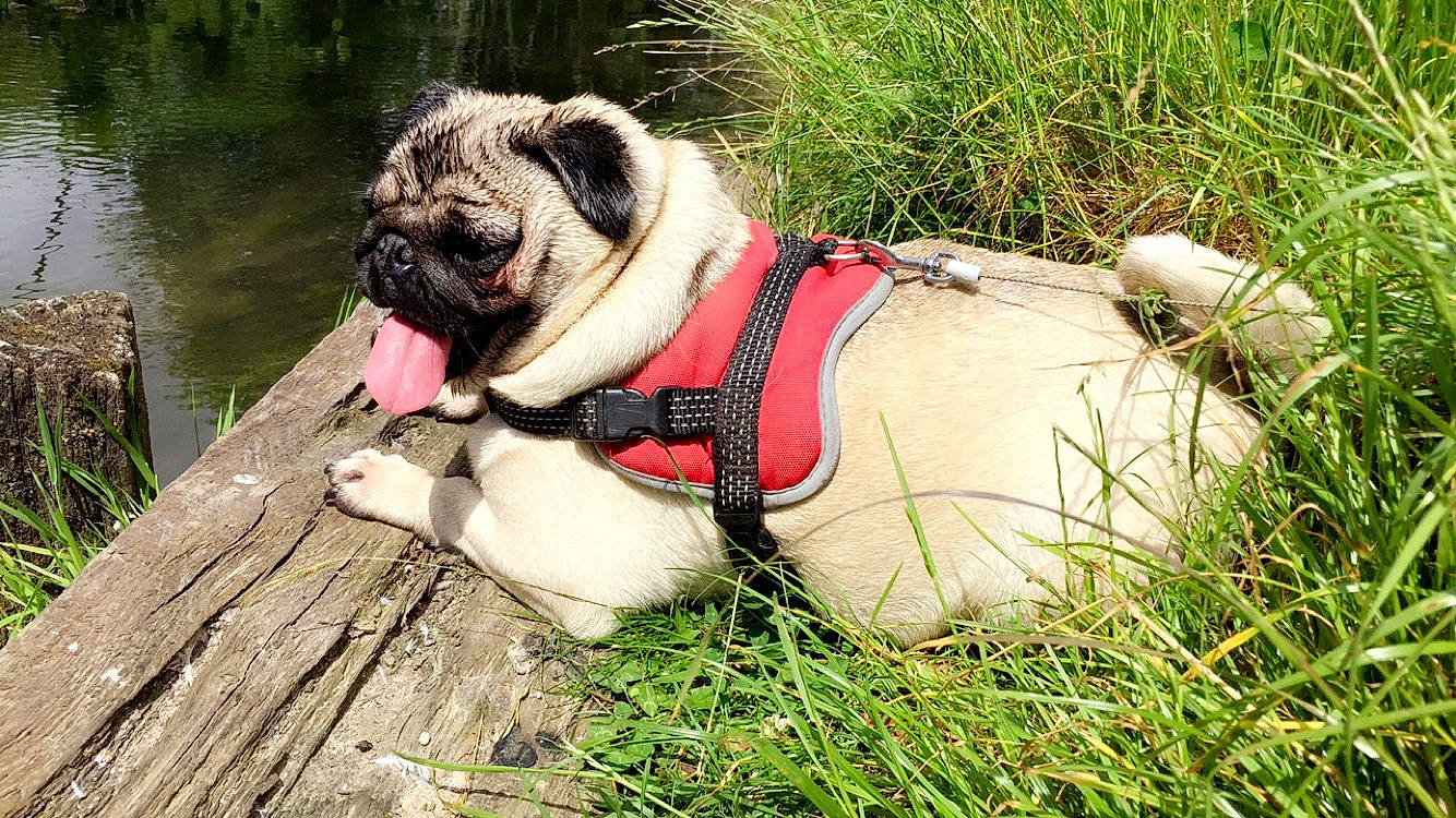 Câline a rejoint le concours — aidez-le/la à gagner de superbes lots ! ancient_dog_breeds, canidae, carnivore, companion_dog, dog, dog_breed, dog_collar, fawn, grass, mammal, pug, snout, sporting_group, toy_dog, vertebrate