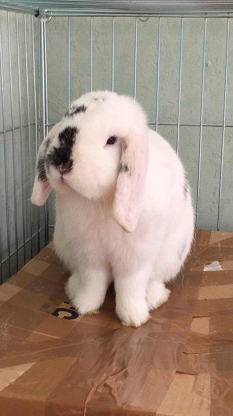 Donuts participe au concours pour gagner de l'argent avec cette photo : angora_rabbit, domestic_rabbit, ear, fur, hare, rabbit, rabbits_and_hares