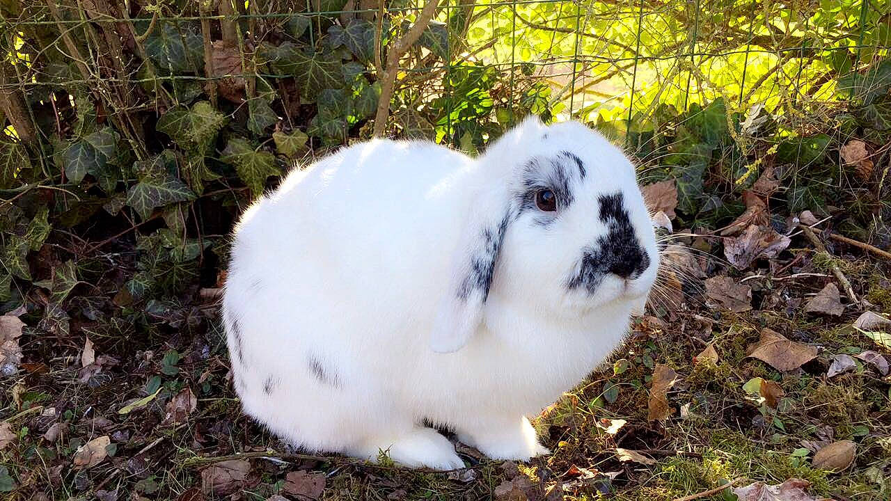 Donuts a rejoint le concours — aidez-le/la à gagner de superbes lots ! domestic_rabbit, hare, rabbit, rabbits_and_hares, snowshoe_hare, wildlife