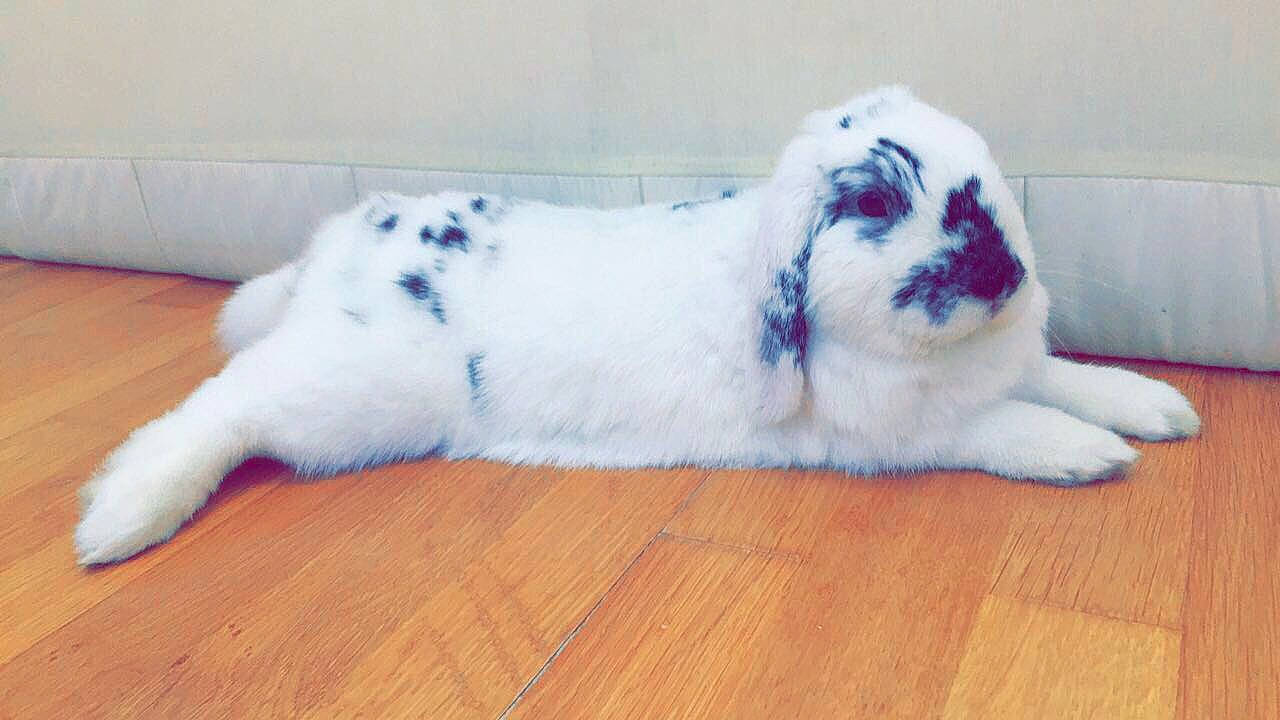 Donuts a rejoint le concours — aidez-le/la à gagner de superbes lots ! canidae, carnivore, dog, dog_breed, fawn, fur, puppy, sporting_group, tail