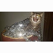 Hunter joined the competition — help win amazing prizes! animal, cat, container, feline, festive, flash, fur, gray, holiday_decor, indoor, mischievous, mouth_open, pet, playful, reflection, shiny, tabby, teeth, tinsel, whiskers