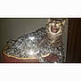 animal, cat, container, feline, festive, flash, fur, gray, holiday_decor, indoor, mischievous, mouth_open, pet, playful, reflection, shiny, tabby, teeth, tinsel, whiskers
