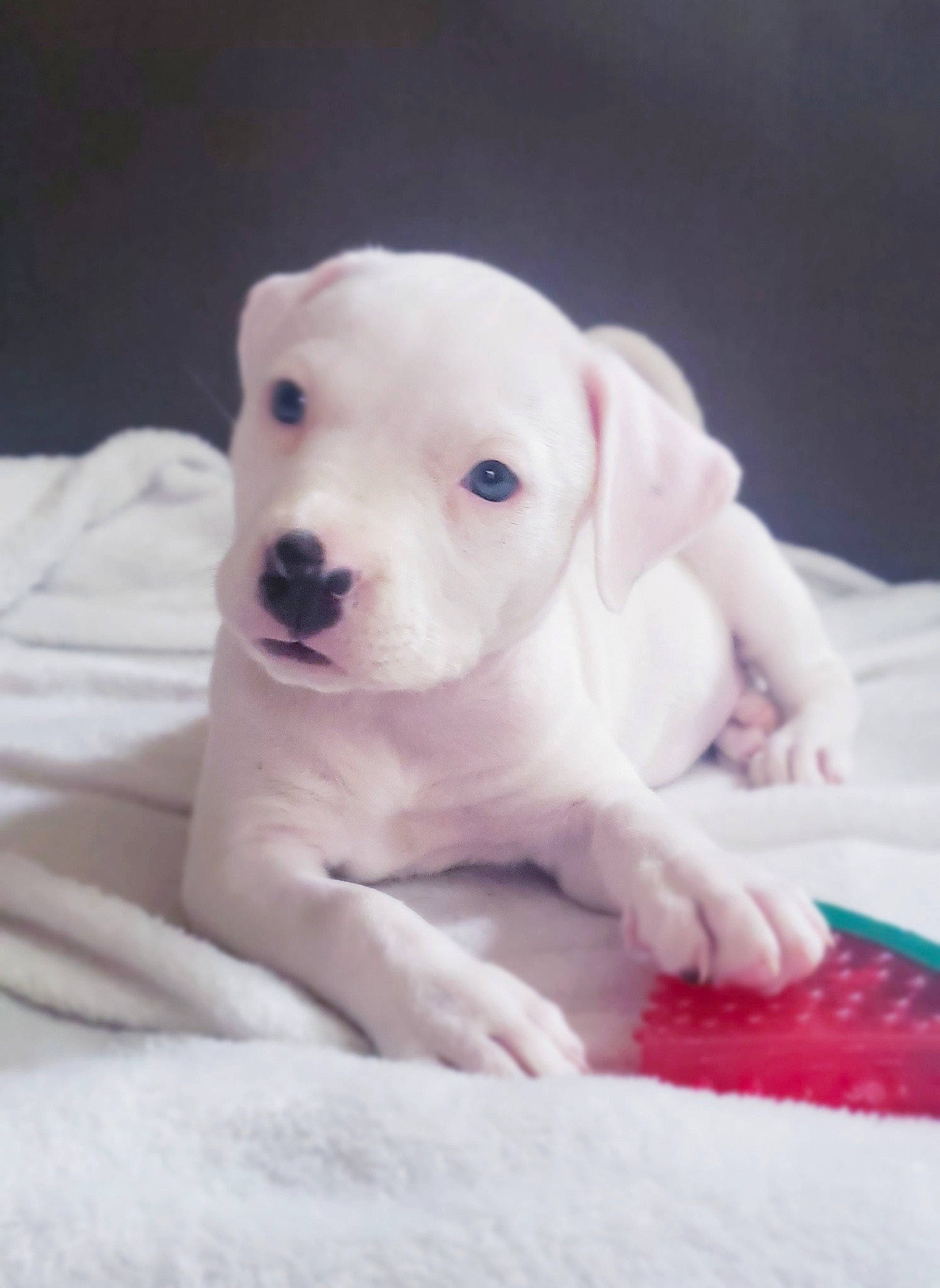 Kacey is registered to the contest to win money with this photo: bulldog, canidae, carnivore, companion_dog, dog, dog_breed, dogo_argentino, dogo_guatemalteco, guard_dog, mammal, non_sporting_group, pit_bull, puppy, puppy_love, rajapalayam, rare_breed_dog, snout, sporting_group, tail, vertebrate