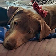 Layla is registered to the contest to win money with this photo: dog, brown_dog, bow, red_bow, blanket, bed, resting, sleepy, closeup, pet, indoor, cozy, fur, animal, cute, companion, comfort, relaxed, face, ears