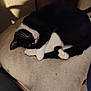animal, black_and_white, cat, cozy, curled_up, cushion, cute, domestic_cat, feline, fur, indoor, nap, paw, pet, quiet, relaxed, resting, sleeping, tuxedo_cat, whiskers
