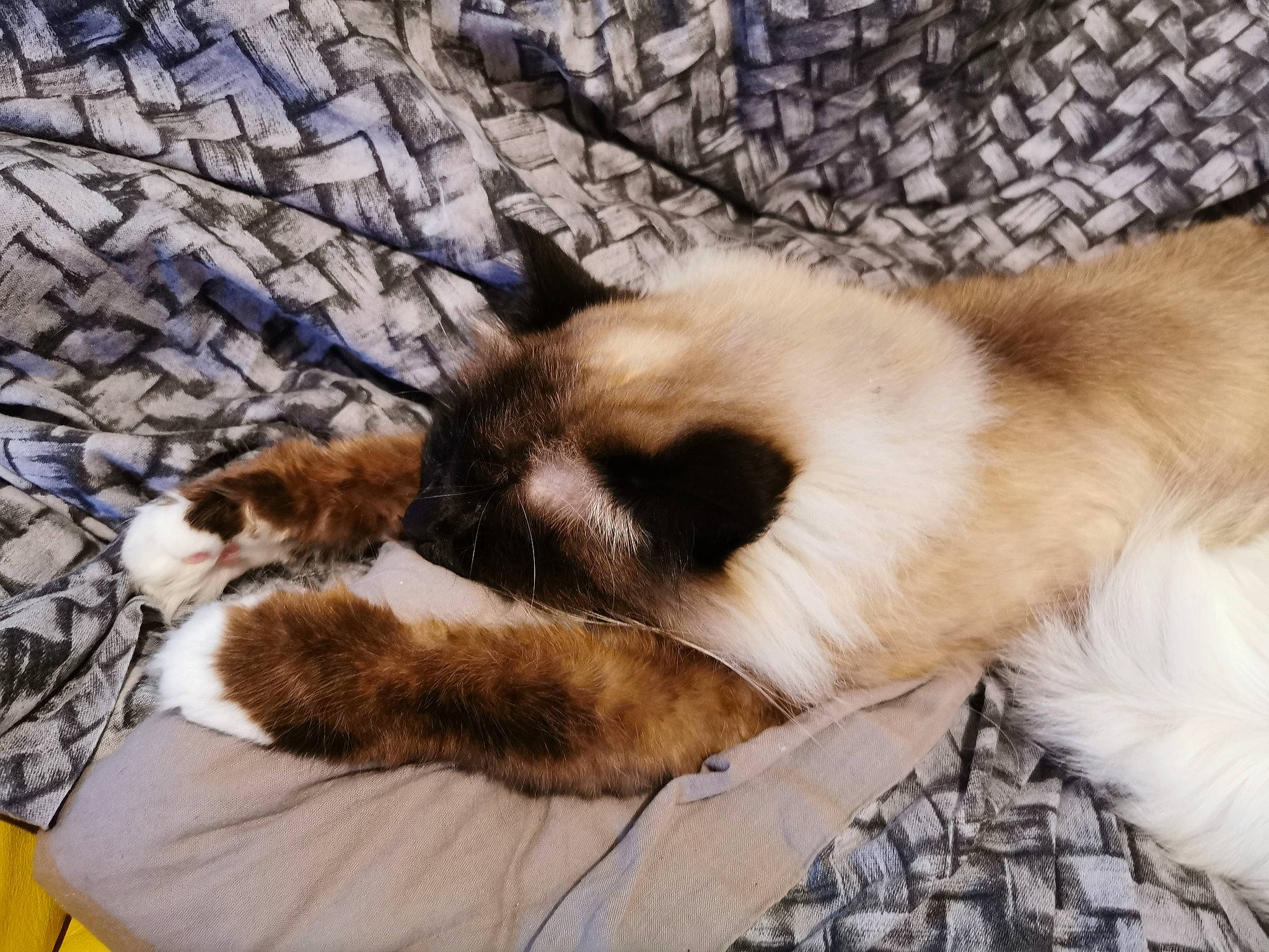 Jedi a rejoint le concours — aidez-le/la à gagner de superbes lots ! balinese, birman, canidae, carnivore, cat, felidae, fur, himalayan, kitten, mammal, nap, paw, ragdoll, shih_tzu, siamese, sleep, small_to_medium_sized_cats, snowshoe, tail, thai