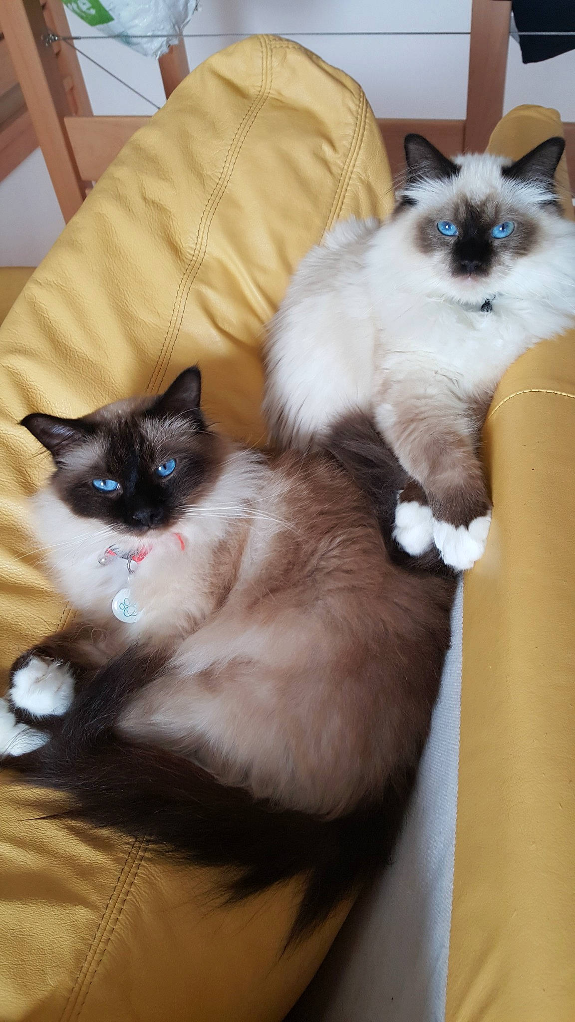 Jedi a rejoint le concours — aidez-le/la à gagner de superbes lots ! asian_semi_longhair, balinese, birman, carnivore, cat, domestic_long_haired_cat, fawn, felidae, himalayan, kitten, mammal, ojos_azules, ragdoll, siamese, small_to_medium_sized_cats, snowshoe, thai, tonkinese, vertebrate, whiskers