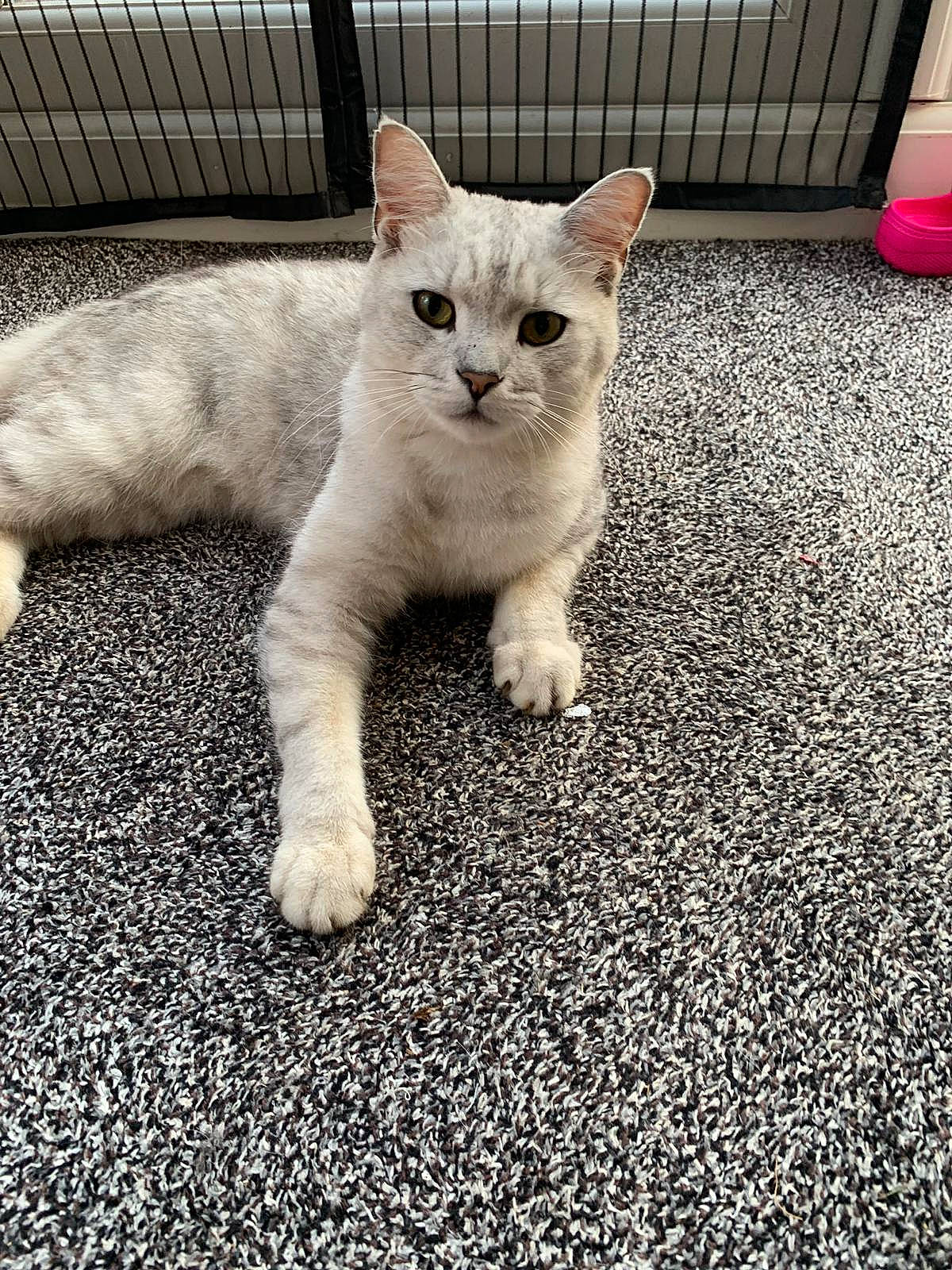 Oli is registered to the contest to win money with this photo: asian, burmilla, carnivore, cat, colorpoint_shorthair, domestic_short_haired_cat, european_shorthair, eye, fawn, felidae, fur, kitten, mammal, polydactyl_cat, small_to_medium_sized_cats, snapshot, tail, thai, vertebrate, whiskers