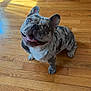 dog, french_bulldog, merle_coat, blue_eyes, pet, canine, smiling, happy, indoor, wooden_floor, animal, cute, domestic_animal, mammal, small_dog, looking_up, friendly, companion, tongue_out, ears_up