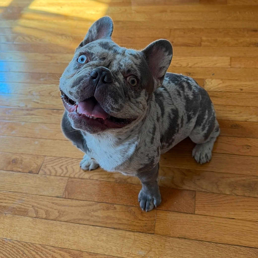 Nico is registered to the contest to win money with this photo: animal, blue_eyes, canine, companion, cute, dog, domestic_animal, ears_up, french_bulldog, friendly, happy, indoor, looking_up, mammal, merle_coat, pet, small_dog, smiling, tongue_out, wooden_floor