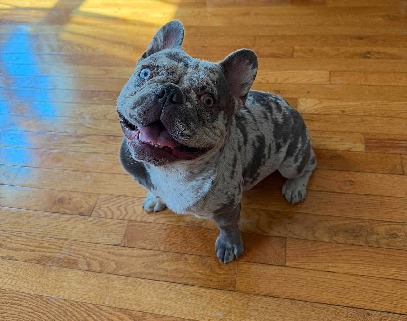 Nico is registered to the contest to win money with this photo: dog, french_bulldog, merle_coat, blue_eyes, pet, canine, smiling, happy, indoor, wooden_floor, animal, cute, domestic_animal, mammal, small_dog, looking_up, friendly, companion, tongue_out, ears_up