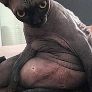 Thémis a rejoint le concours — aidez-le/la à gagner de superbes lots ! sphynx_cat, cat, hairless_cat, pet, indoor, yellow_eyes, wrinkled_skin, animal, feline, curious, close_up, relaxed, sitting, brown_surface, domestic_cat, looking_at_camera, portrait, furry_paws, house_pet, indoor_lighting