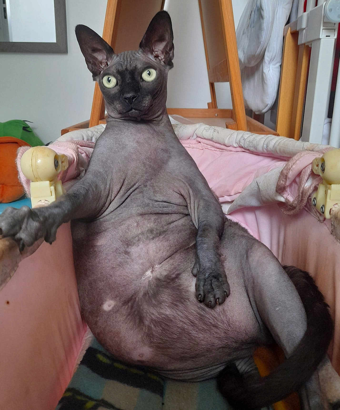 Thémis participe au concours pour gagner de l'argent avec cette photo : sphynx_cat, hairless_cat, cat, pet, indoor, pink_crib, baby_crib, paw, relaxed, feline, animal, cushion, furniture, home, domestic, looking, seated, closeup, curious, whiskers