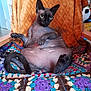 sphynx_cat, hairless_cat, cat, pet, indoor, chair, blanket, crocheted_blanket, orange_blanket, relaxed, seated, feline, ears, wrinkled_skin, tail, wooden_armrest, home, cozy, colorful, patterned