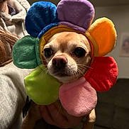 Butters is registered to the contest to win money with this photo: dog, pet, flower_costume, colorful, costume, portrait, close_up, indoors, sitting, held, person, face, eyes, nose, small_dog, chihuahua, funny, rainbow, couch, home