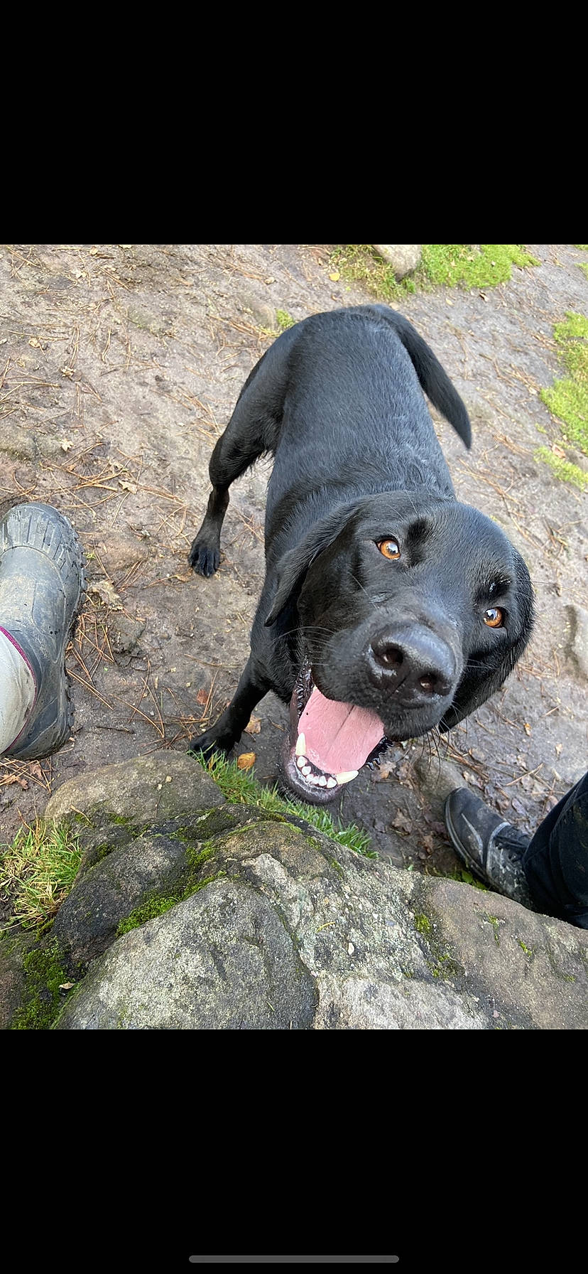 Digger is registered to the contest to win money with this photo: american_pit_bull_terrier, american_staffordshire_terrier, bandog, canidae, carnivore, dog, dog_breed, fawn, great_dane, guard_dog, mammal, non_sporting_group, snout, sporting_group, vertebrate