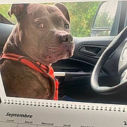 Narko a rejoint le concours — aidez-le/la à gagner de superbes lots ! animal, calendar, calendar_page, car, car_interior, days, dog, french, indoor, leash, looking_back, month, passenger_seat, pet, red_harness, seat, september, steering_wheel, vehicle, window