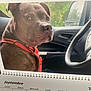 animal, calendar, calendar_page, car, car_interior, days, dog, french, indoor, leash, looking_back, month, passenger_seat, pet, red_harness, seat, september, steering_wheel, vehicle, window
