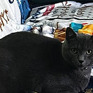Greygoose is registered to the contest to win money with this photo: cat, gray_cat, pet, animal, feline, collar, bell, blanket, patterned_blanket, text_on_blanket, indoor, cozy, resting, looking, fur, whiskers, ears, eyes, cute, domestic_animal