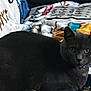cat, gray_cat, pet, animal, feline, collar, bell, blanket, patterned_blanket, text_on_blanket, indoor, cozy, resting, looking, fur, whiskers, ears, eyes, cute, domestic_animal