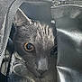Greygoose joined the competition — help win amazing prizes! cat, gray_cat, close_up, yellow_eyes, pet, animal, feline, carrier, mesh, fabric, zipper, texture, indoor, curious, soft_lighting, face, whiskers, ears, resting, cozy