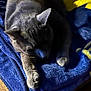 Greygoose is registered to the contest to win money with this photo: cat, gray_cat, blanket, blue_blanket, yellow_blanket, pet, animal, feline, fur, paws, relaxed, resting, cozy, indoor, sleepy, closeup, soft_light, texture, home, comfort