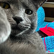 Greygoose is registered to the contest to win money with this photo: cat, gray_cat, close_up, curious, paw, feline, pet, indoor, knitted_blanket, blue, red, cozy, fur, animal, whiskers, nose, eyes, home, soft, portrait