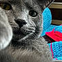 cat, gray_cat, close_up, curious, paw, feline, pet, indoor, knitted_blanket, blue, red, cozy, fur, animal, whiskers, nose, eyes, home, soft, portrait