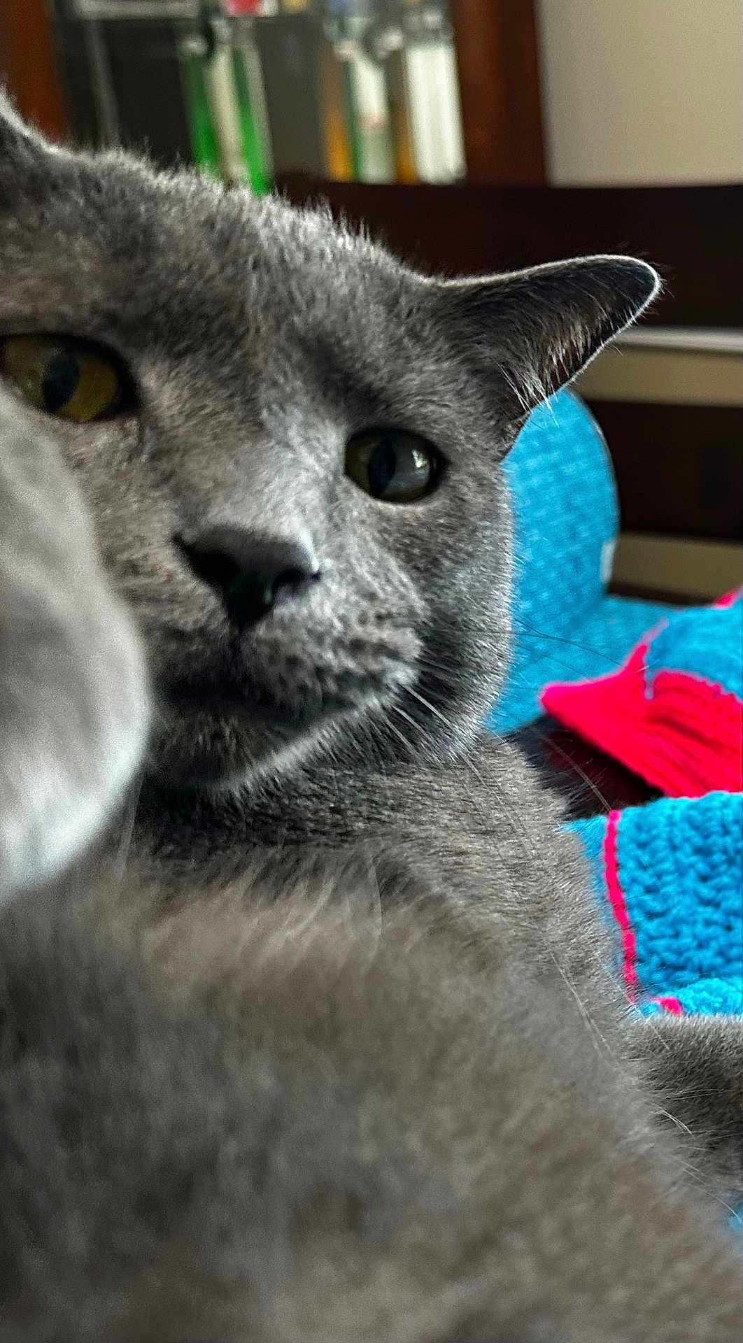 Greygoose is registered to the contest to win money with this photo: cat, gray_cat, close_up, curious, paw, feline, pet, indoor, knitted_blanket, blue, red, cozy, fur, animal, whiskers, nose, eyes, home, soft, portrait