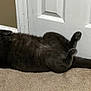 cat, black_cat, lying_down, carpet, door, relaxed, indoor, pet, feline, sleeping, fur, tail, paws, home, domestic_animal, cute, cozy, animal, resting, whiskers