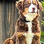 dog, brown, white, fur, sitting, grass, plants, wooden_fence, outdoor, pet, collar, nature, animal, canine, ears, nose, eyes, portrait, garden, fur_texture