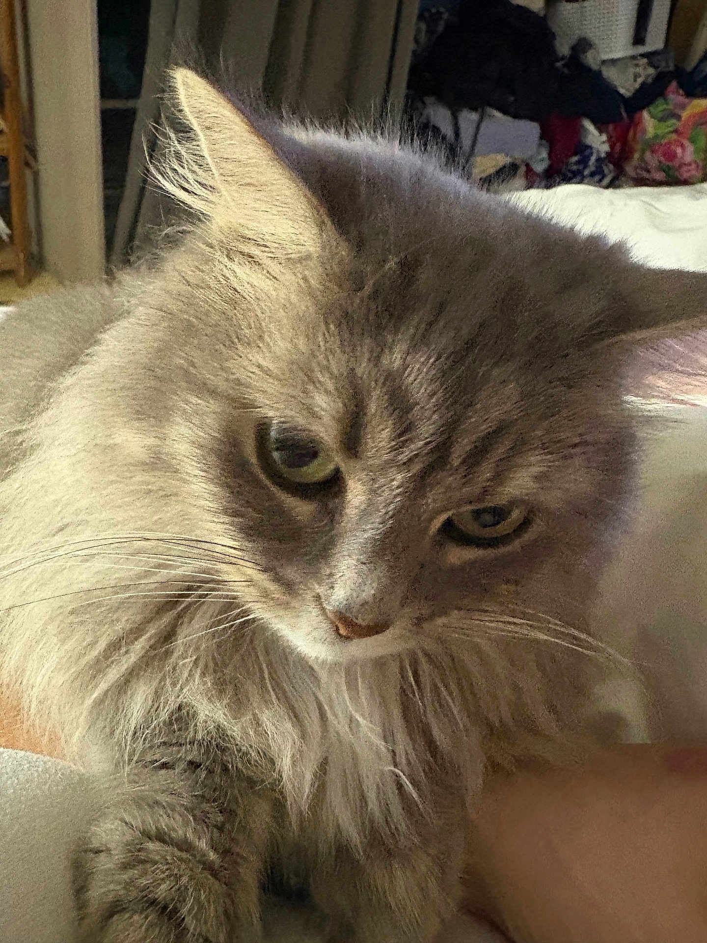 Comete a rejoint le concours — aidez-le/la à gagner de superbes lots ! cat, fluffy, gray, fur, pet, indoor, closeup, whiskers, ears, face, animal, feline, cute, domestic, cozy, home, relaxed, portrait, soft, background