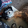 Princess Leia joined the competition — help win amazing prizes! animal, black_and_white, blanket, carpet, casual, cozy, dog, floor, footwear, furry, home, indoor, patterned_clothing, pet, pillow, plush_toy, puppy, relaxing, slippers, toy