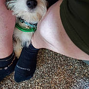 Princess Leia joined the competition — help win amazing prizes! anklet, black, carpet, casual, closeup, collar, curious, cute, dog, floor, fur, human, indoor, legs, person, pet, relaxed, small_dog, socks, white