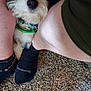 anklet, black, carpet, casual, closeup, collar, curious, cute, dog, floor, fur, human, indoor, legs, person, pet, relaxed, small_dog, socks, white