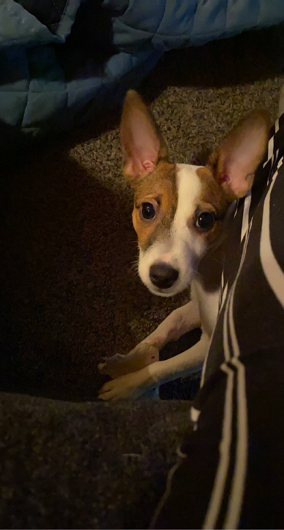 Luna is registered to the contest to win money with this photo: ancient_dog_breeds, canidae, carnivore, companion_dog, corgi_chihuahua, dog, dog_breed, fawn, hunting_dog, irishjacks, non_sporting_group, snout, sporting_group, terrestrial_animal, toy_dog, whiskers, working_animal