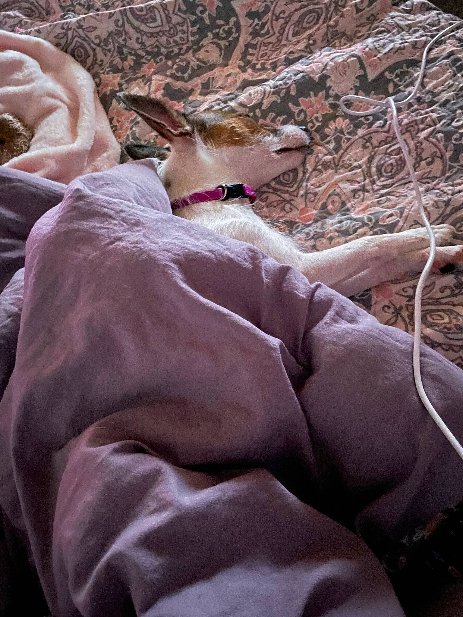 Luna is registered to the contest to win money with this photo: barefoot, bedding, comfort, fawn, flesh, foot, fur, grass, human_leg, linens, magenta, nail, pattern, pink, room, sand, soil, thigh, tints_and_shades, wood