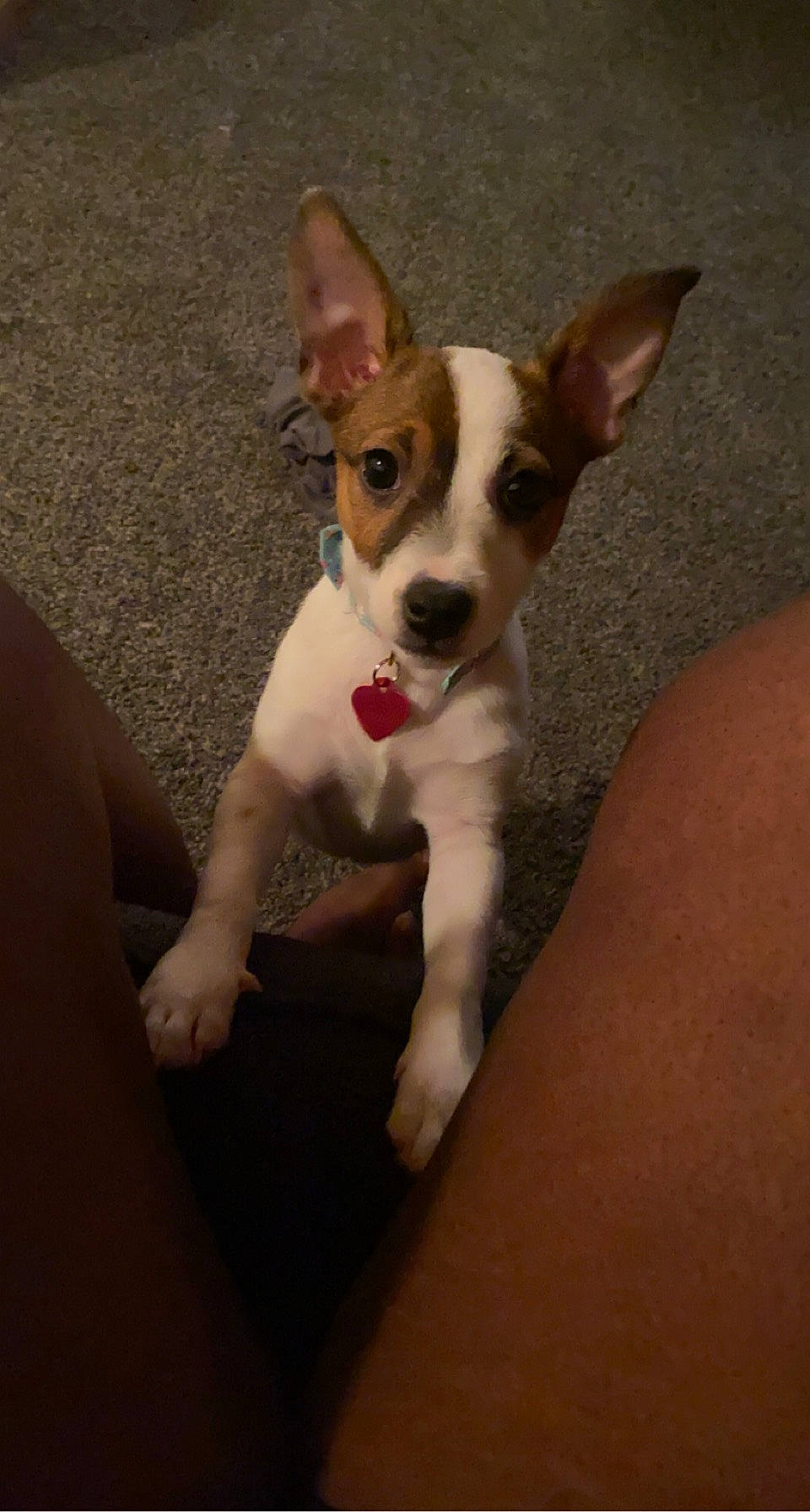 Luna is registered to the contest to win money with this photo: canidae, carnivore, comfort, companion_dog, dog, dog_breed, fawn, flooring, fur, irishjacks, non_sporting_group, paw, snout, sporting_group, terrestrial_animal, terrier, toy_dog, whiskers, wood, working_animal