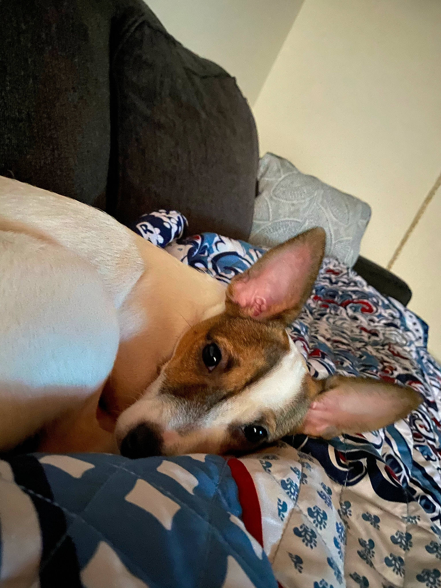 Luna joined the competition — help win amazing prizes! bed, bedding, canidae, carnivore, comfort, companion_dog, couch, dog, dog_breed, fawn, felidae, foot, fur, human_leg, linens, pattern, room, small_to_medium_sized_cats, snout, whiskers